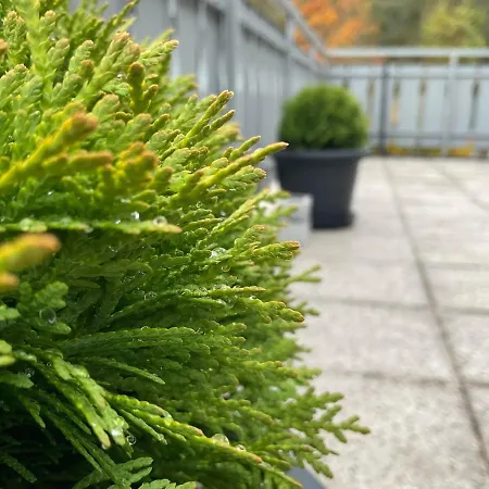 Schwarzwald Tannenzaepfle * Baiersbronn