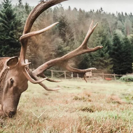 Schwarzwald Tannenzaepfle Appartement