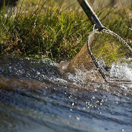 Schwarzwald Tannenzaepfle *